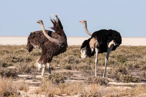 Ostriches Struthio Camelus Male Female Courtship Etosha National Park Namibia — Stock Photo, Image