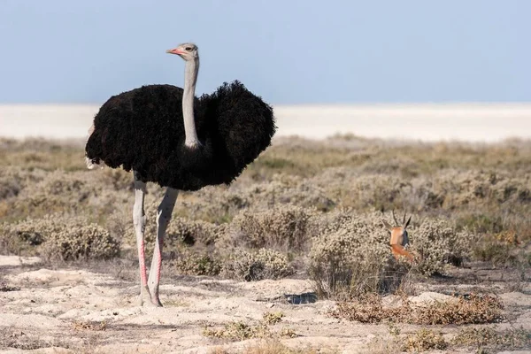 Strauße Struthio Camelus Männchen Und Weibchen Balz Etosha Nationalpark Namibia — Stockfoto