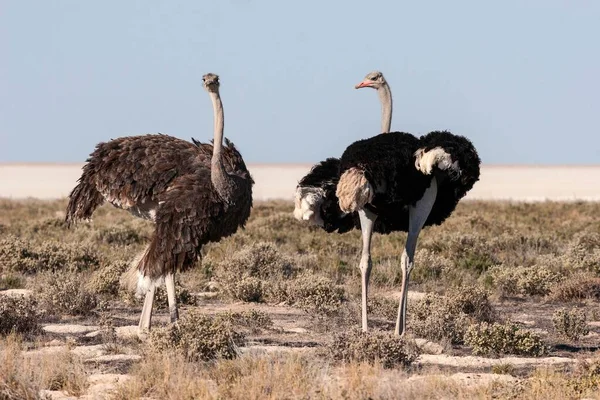Ostriches Struthio Camelus Male Female Courtship Etosha National Park Namibia — Stock Photo, Image