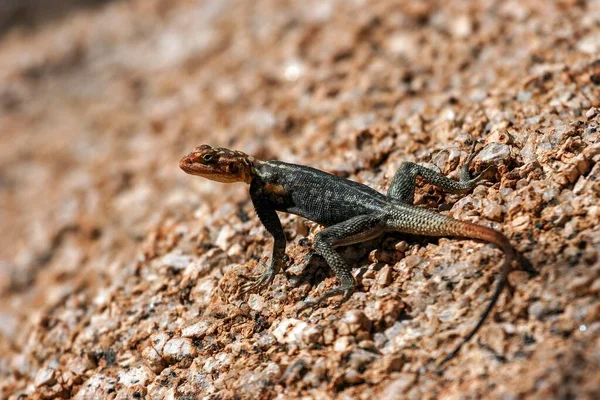 Felsenagame Agama Planiceps Spitzkoppe Damaraland Namíbia África — Fotografia de Stock