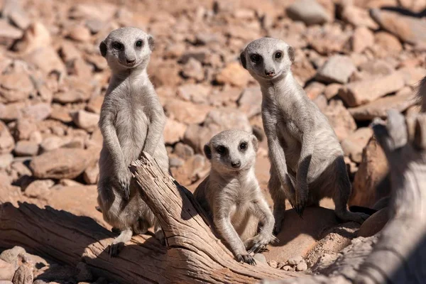 Meerkats Suricata Suricatta Namibia Afrika — Stockfoto