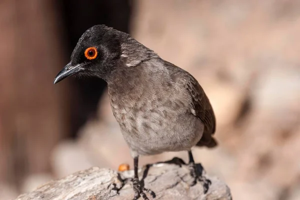 African Red Eyed Bulbul Pycnonotus Nigricans Etosha National Park Namibia — Stock Photo, Image