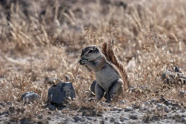 Cape Ground Squirrel (Xerus inauris), Etosha National Park, Namibia, Africa