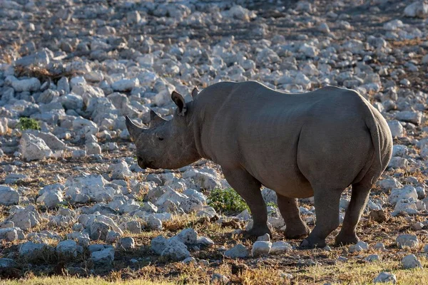 Black Rhinoceros Diceros Bicornis Etosha National Park Namibia Africa — Stock Photo, Image