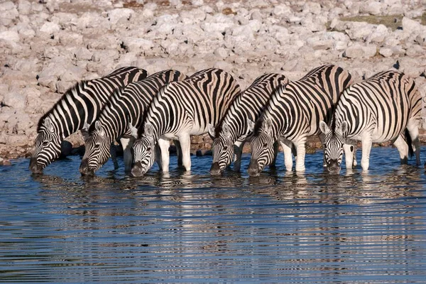 Burchell Zebras Equus Burchellii Pijący Wodopoju Okaukuejo Park Narodowy Etosha — Zdjęcie stockowe