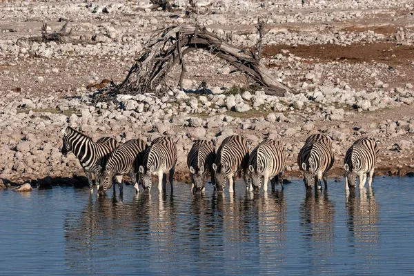 Burchell Zebras Equus Burchellii Πίνοντας Στο Νερόλακκο Okaukuejo Εθνικό Πάρκο — Φωτογραφία Αρχείου