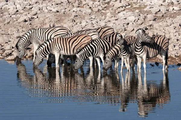 バーチェルのゼブラス エクウス ブルチェリ アフリカのナミビアにあるエトーシャ国立公園のオカウケジョ水飲み場で飲んでいる — ストック写真