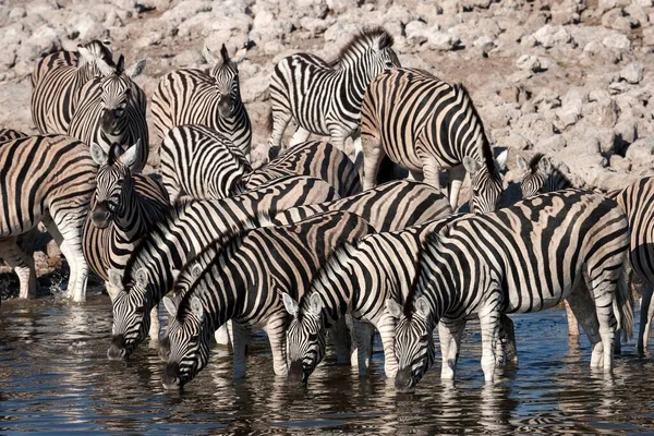 ブルチェルズ ゼブラ エクウス ブルチェリ の群れが アフリカ ナミビアのエトーシャ国立公園オカウケジョの水飲み場で飲んでいる — ストック写真