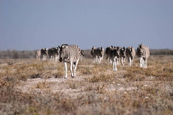 Herd Burchell Zebras Equus Burchellii Etosha National Park Namibia Africa — стоковое фото