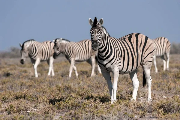 Burchell Zebras Equus Burchellii Etosha National Park Namibia Africa — стокове фото
