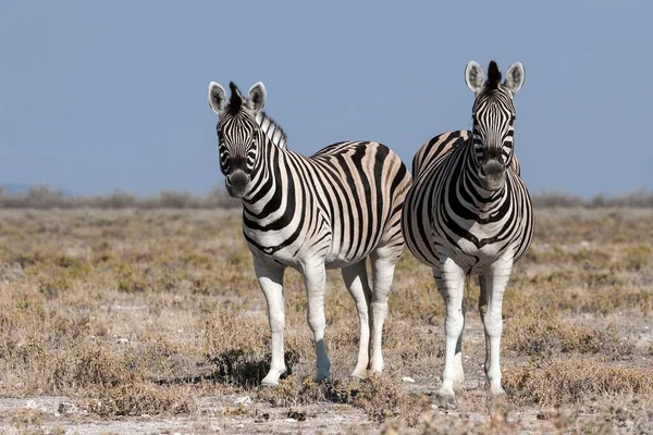 Burchells Zebror Equus Burchellii Etoshas Nationalpark Namibia Afrika — Stockfoto