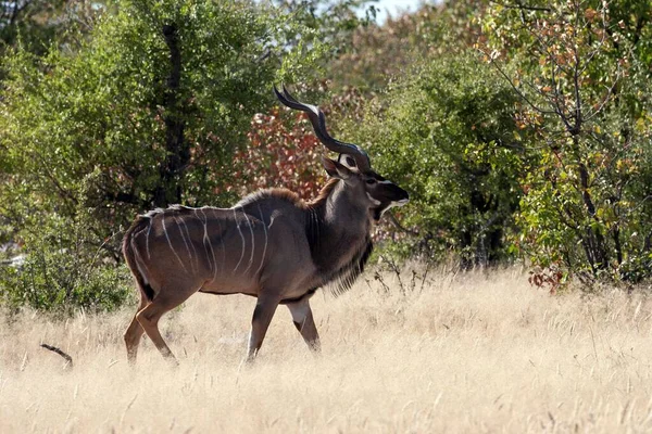 Großer Kudu Tragelaphus Strepsiceros Männchen Etosha Nationalpark Namibia Afrika — Stockfoto