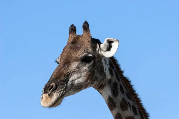 Girafa Giraffa Camelopardalis Parque Nacional Etosha Namíbia África — Fotografia de Stock