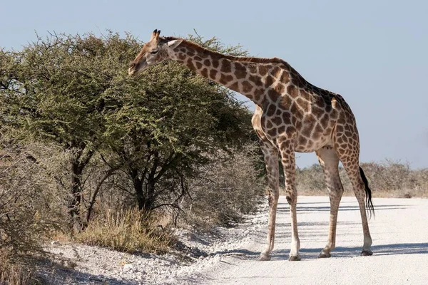 Καμηλοπάρδαλη Giraffa Camelopardalis Σίτιση Από Ένα Δρόμο Etosha Εθνικό Πάρκο — Φωτογραφία Αρχείου