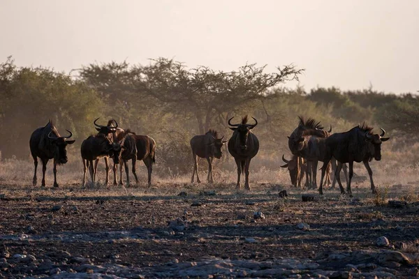 Kék Gnú Csorda Connochaetes Taurinus Etosha Nemzeti Park Namíbia Afrika — Stock Fotó