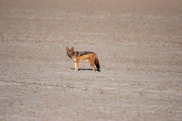 Chacal Con Respaldo Negro Canis Mesomelas Parque Nacional Etosha Namibia — Foto de Stock