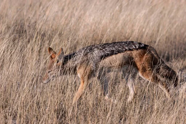 Black Backed Jackal Canis Mesomelas Prowling Grass Etosha National Park — Stock Photo, Image