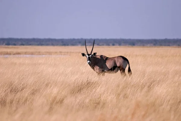 Gemsbock Oder Gemsbock Oryx Gazella Etosha Nationalpark Namibia Afrika — Stockfoto