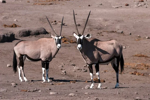 Gemsboks Gemsbucks Oryx Gazella Etosha National Park Namibia Africa — стокове фото