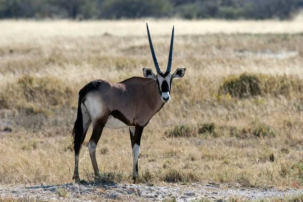 Gemsbok Lub Gemsbuck Oryx Gazella Park Narodowy Etosha Namibia Afryka — Zdjęcie stockowe