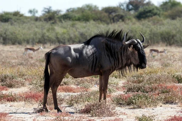Błękitna Wildebeest Connochaetes Taurinus Park Narodowy Etosha Namibia Afryka — Zdjęcie stockowe