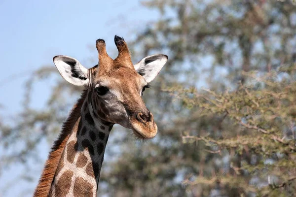 Girafa Giraffa Camelopardalis Parque Nacional Etosha Namíbia África — Fotografia de Stock