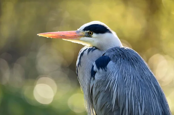 Landschap Van Prachtige Reiger Vogel Natuurlijke Habitat — Stockfoto