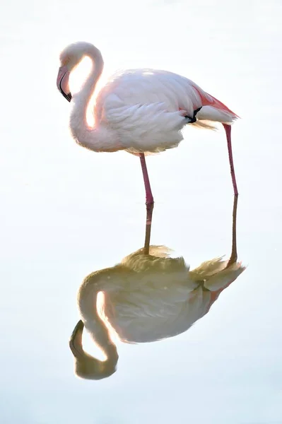 Flamingo Maior Phoenicopterus Ruber Roseus Reflexão Cativeiro Baden Wrtemberg Alemanha — Fotografia de Stock