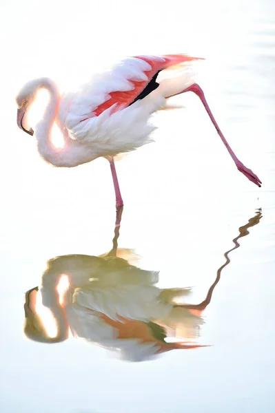 Greater Flamingo Phoenicopterus Ruber Roseus Reflection Captive Baden Wrttemberg Germany — Stock Photo, Image