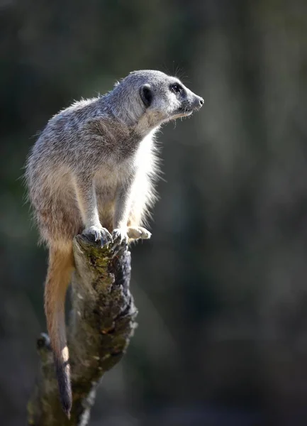 Meerkat Suricata Suricatta Pniu Drzewa Pochodzi Afryki Jeniec Badenia Wirtembergia — Zdjęcie stockowe