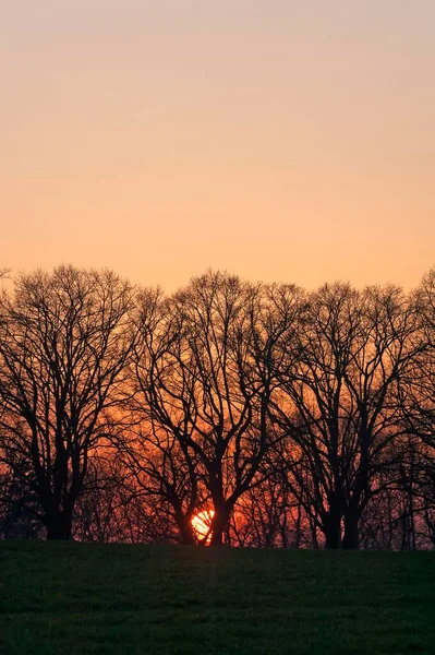 Sonnenuntergang Hinter Baumsilhouetten Mecklenburg Vorpommern Deutschland Europa — Stockfoto