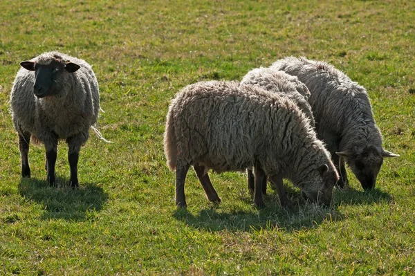 Owce Czarne Pastwisku Meklemburgia Pomorze Przednie Niemcy Europa — Zdjęcie stockowe