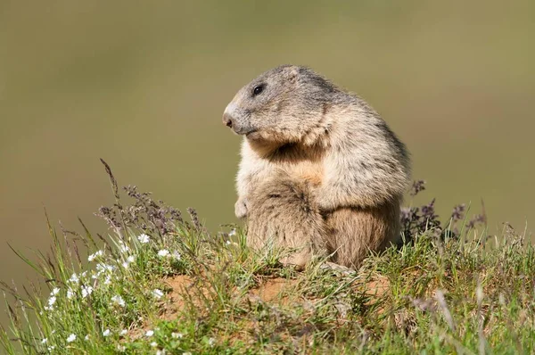 Marmota Alpina Marmota Marmota Tirol Austria Europa — Foto de Stock