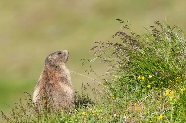 Marmota Alpina Marmota Marmota Tirol Austria Europa — Foto de Stock