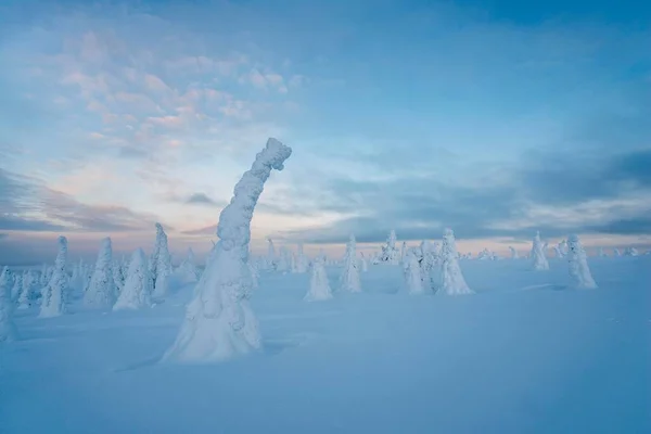 Ośnieżone Drzewa Krajobraz Zimowy Park Narodowy Riisitunturi Posio Laponia Finlandia — Zdjęcie stockowe