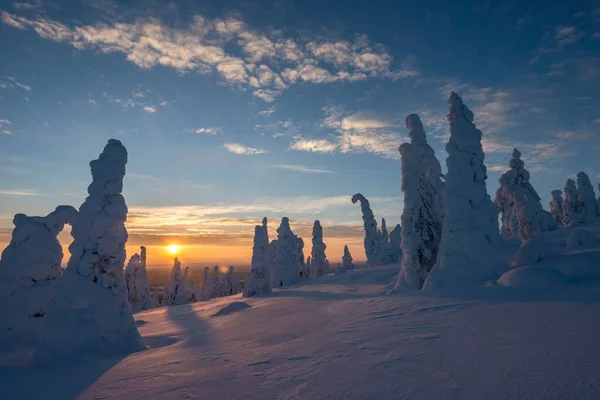 Arbres Enneigés Paysage Hivernal Coucher Soleil Parc National Riisitunturi Posio — Photo