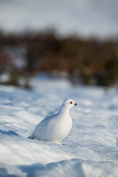 Ptarmigan Lagopus Lagopus Hóban Télikabát Dovrefjell Sunndalsfjella Nemzeti Park Norvégia — Stock Fotó