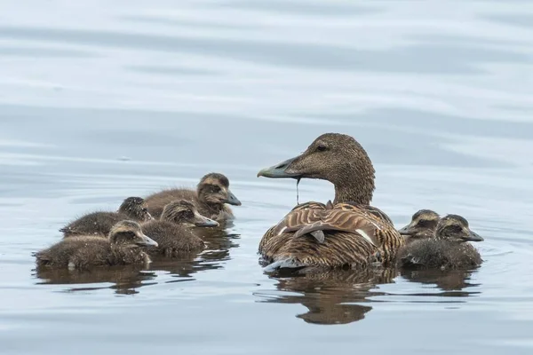 Eider Ducks Somateria Mollissima Самка Цыплятами Mre Romsdal Norway Europe — стоковое фото