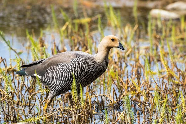 Gęś Siwa Anser Anser Park Narodowy Tierro Del Fuego Patagonia — Zdjęcie stockowe