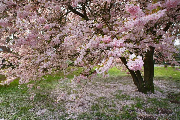 นซาก ระญ Prunus เยอรม โรป — ภาพถ่ายสต็อก