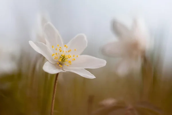 Anemone Nemorosa Anemone Nemorosa Hessen Tyskland Europa — Stockfoto