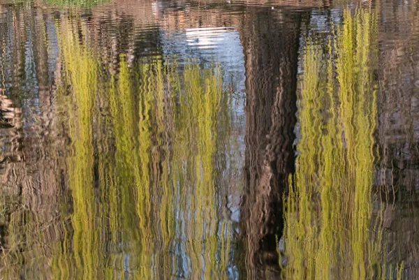 Reflection Water Weeping Willow Tree Salix Babylonica Hesse Germany Europe — Stock Photo, Image