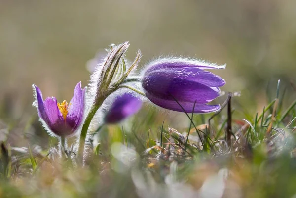 Pasque Flowers Pulsatilla Vulgaris Hessen Deutschland Europa — Stockfoto