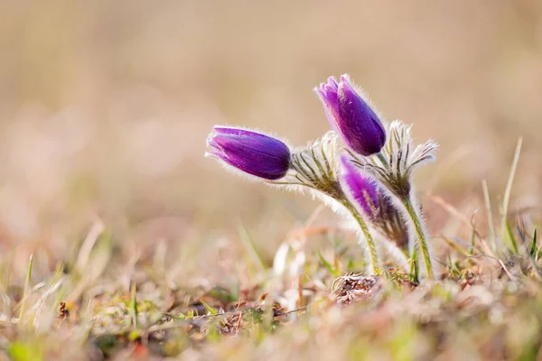 Pasque Flowers Pulsatilla Vulgaris Hesse Germany Europe — стокове фото