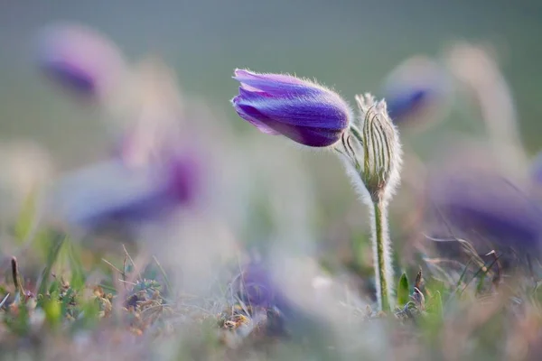 Pasque Flower Pulsatila Vulgaris — 스톡 사진