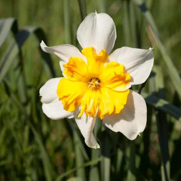 Yellow White Daffodil Narcissus North Rhine Westphalia Germany Europe — 스톡 사진