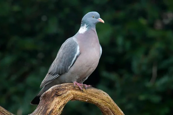 Pigeon Des Bois Columba Palumbus Emsland Basse Saxe Allemagne Europe — Photo