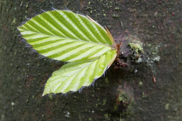 Liście Buku Zwyczajnego Fagus Sylvatica Pniu Drzewa Emsland Dolna Saksonia — Zdjęcie stockowe