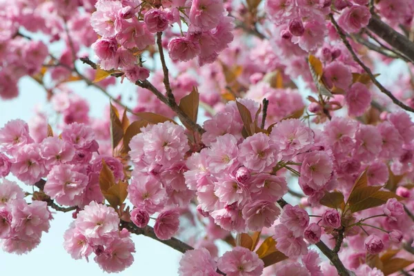 Японская Вишня Prunus Serrulata Цветы Эмсланд Нижняя Саксония Германия Европа — стоковое фото