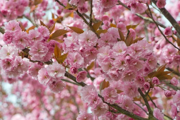 Японская Вишня Prunus Serrulata Цветы Эмсланд Нижняя Саксония Германия Европа — стоковое фото